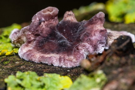 Enkhuizen