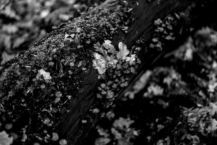 Bomen