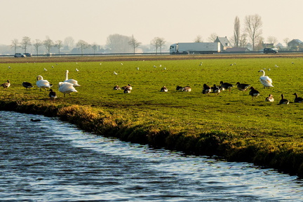Zwaagdijk